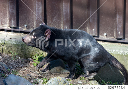 塔斯馬尼亞惡魔多摩動物園 62977284