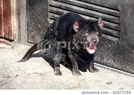 塔斯馬尼亞惡魔多摩動物園 62977289