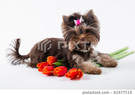 Cute puppy lying on a bouquet of flowers. 62977519