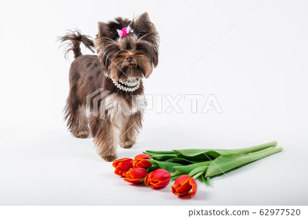 A cute puppy stands next to a bouquet of flowers. A cute puppy stands next to a bouquet of flowers. 62977520