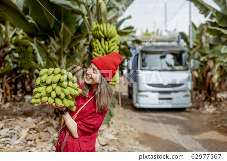 Woman with banana stem on the pantation 62977567