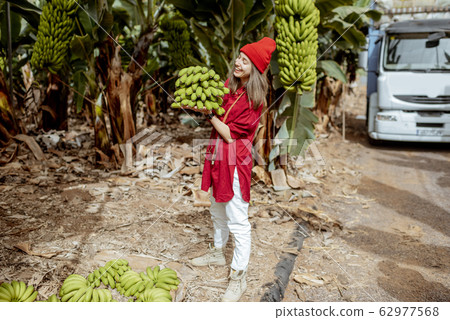 Woman with banana stem on the pantation 62977568