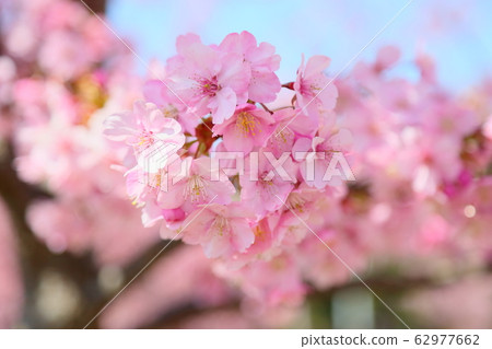 Kawazu cherry blossoms Kawazu cherry blossoms 62977662