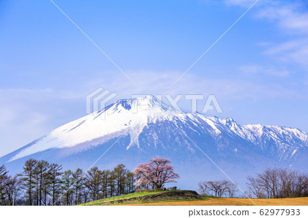 岩手山和其餘的櫻花在Tateuchi 1 62977933