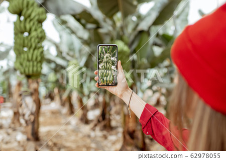Woman traveling on bananna plantation Woman traveling on bananna plantation 62978055