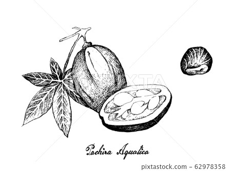Hand Drawn of Malabar Chestnut on White Background 62978358