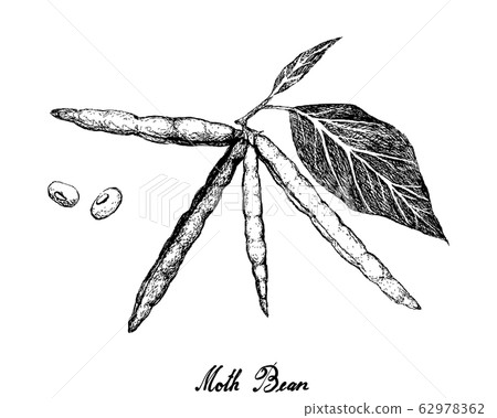 Hand Drawn of Moth Bean Plant and Pods 62978362