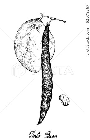 Hand Drawn of Pinto Beans on White Background 62978367
