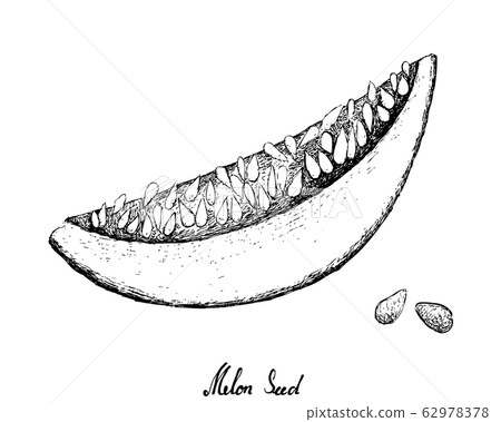 Hand Drawn of Melon and Seed on White Background 62978378