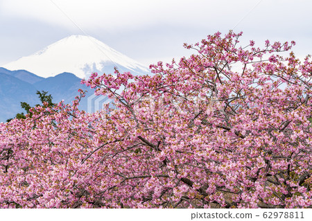 [神奈川縣]川津櫻和富士松田山鎮 62978811