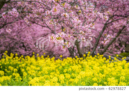 [Kanagawa Prefecture] Kawazu cherry and rape 62978827