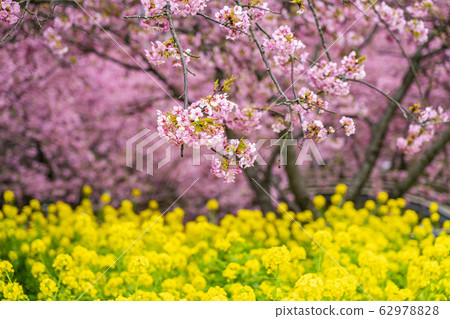 [神奈川縣]河津櫻桃和油菜 62978828