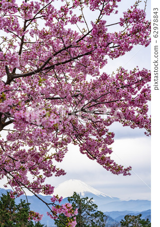 [神奈川縣]川津櫻和富士松田山鎮 62978843
