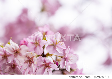 Kawazu cherry tree Kawazu cherry tree 62978905