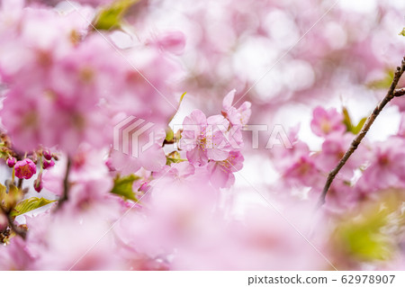 河津櫻花 62978907