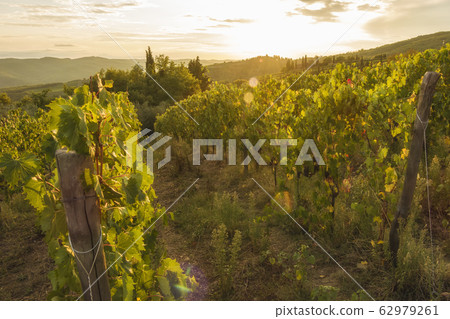 Vineyard near Volpaia town in Chianti region Vineyard near Volpaia town in Chianti region 62979261