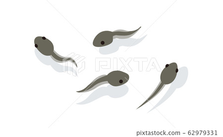 Tadpoles Tadpoles 62979331