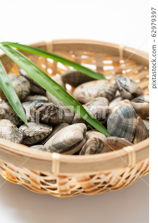 蛤蜊 蛤蜊 62979397