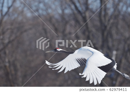 Japanese crane's flying appearance (Tsurui, Hokkaido) 62979411