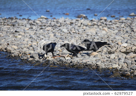 腐肉烏鴉聚集在屍體上 62979527