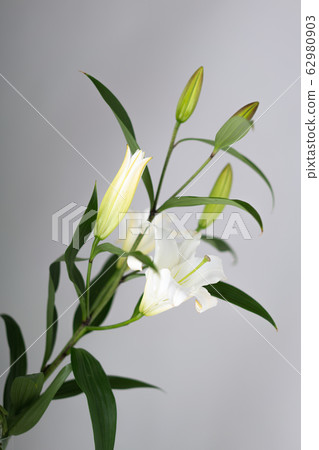 百合百合百合花花 62980903