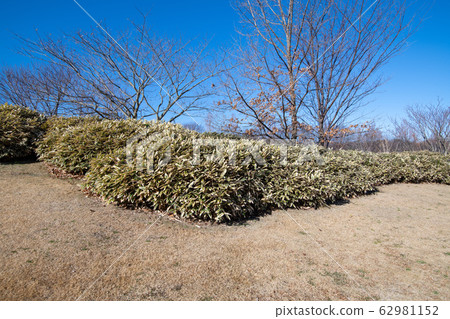 大宮Hananooka諾林公園崎玉市冬季風光 大宮Hananooka諾林公園崎玉市冬季風光 62981152