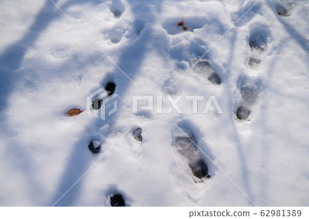 Snow frost snow country fallen leaves clear sky blue sky 62981389