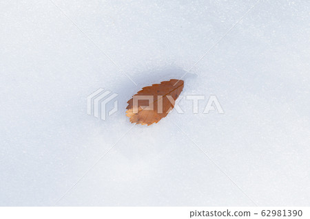 Snow frost snow country fallen leaves clear sky blue sky 62981390