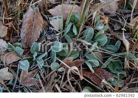 Snow frost snow country fallen leaves clear sky blue sky 62981392