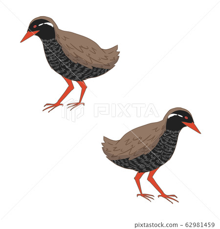 Yanbaru Kuina right and left 62981459