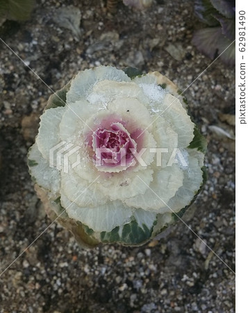 花白菜 照片素材 圖片 圖庫