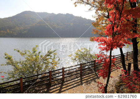 Beautiful autumn leaves by the lake 62981760