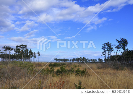 Michinoku海風小徑:岩沼海岸的濕地和沿海森林 Michinoku海風小徑:岩沼海岸的濕地和沿海森林 62981948