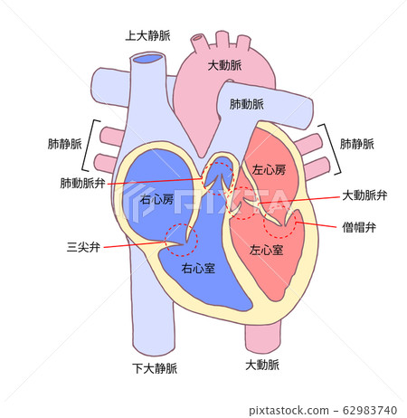 心臟橫斷面 62983740