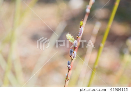 山茱萸的花耳朵 62984115