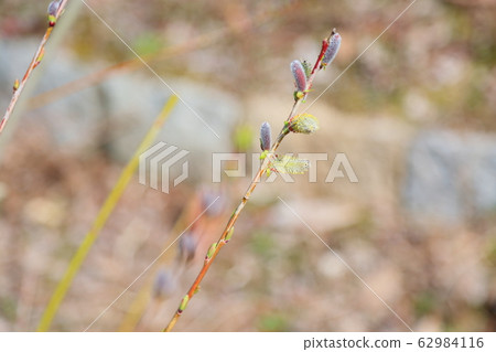 山茱萸的花耳朵 山茱萸的花耳朵 62984116