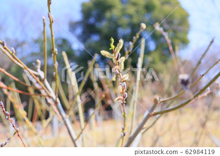 山茱萸的花耳朵 山茱萸的花耳朵 62984119