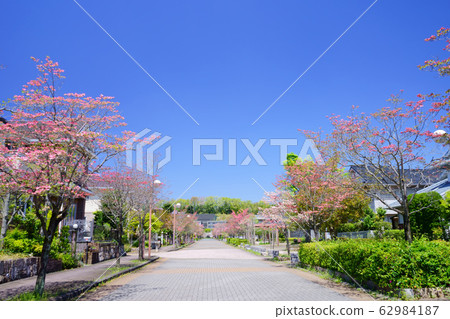 Luxury residential area 1 with beautiful dogwood Luxury residential area 1 with beautiful dogwood 62984187