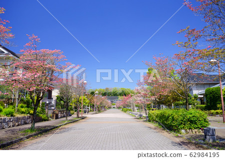 Luxury residential area 4 with beautiful dogwood Luxury residential area 4 with beautiful dogwood 62984195