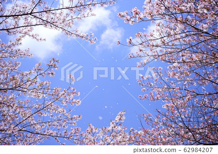 Sakuraguki 2 62984207