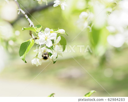 芽花和大黃蜂 芽花和大黃蜂 62984283