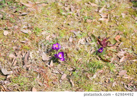 Crocus flower Crocus flower 62984492