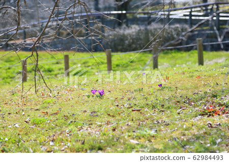 Crocus flower Crocus flower 62984493