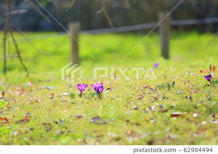 Crocus flower 62984494