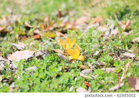 Crocus flower 62985002