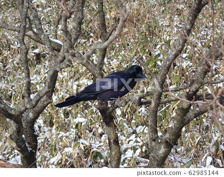烏鴉棲息在一棵樹上 62985144
