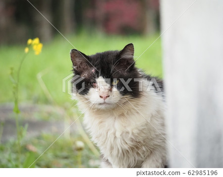 流浪貓,男性,充滿傷口 流浪貓,男性,充滿傷口 62985196