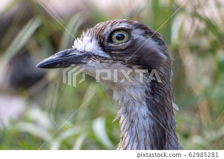 Close-up of head of Bush Thick-knee (Burhinus Close-up of head of Bush Thick-knee (Burhinus 62985281