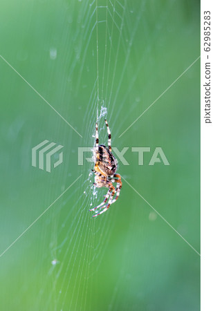Spider sits on his net on a green meadow. 62985283