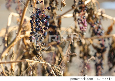 日本商陸1 62985318